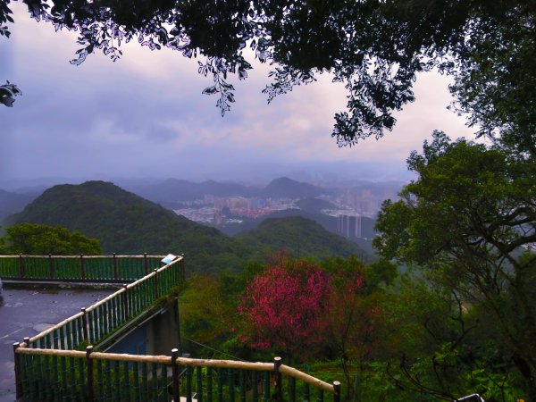 【台北內湖】走鯉魚山步道 賞碧山巖櫻花隧道1735274