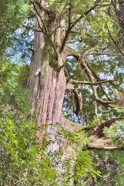 觀霧-檜山巨木群步道2925565