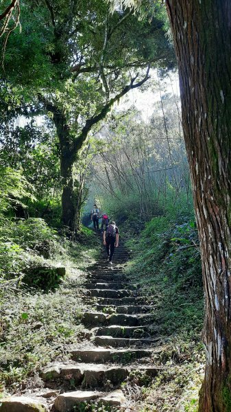 《嘉義》涼爽有冷喔｜奮起湖大凍山步道(多林登山口)202207301784015