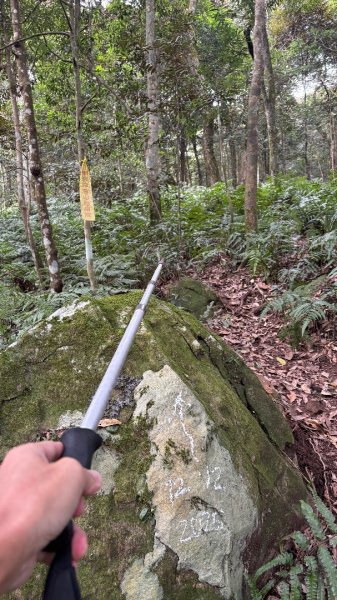 鵝黃色的優雅2960199