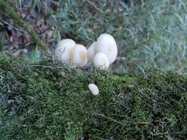 中橫大辣－屏風山1507810