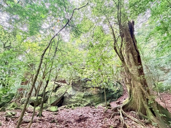 115/7/4-加里山前山隘勇線到騰龍山大石壁P型(含分遣所巡禮）3081948