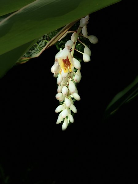 20240608高雄北旗尾南山-北旗尾山-旗尾山2523597