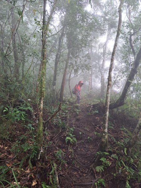 砂卡礑二日行D1：得卡倫步道→大禮部落→砂卡礑林道→立霧山→大同部落202312022368278