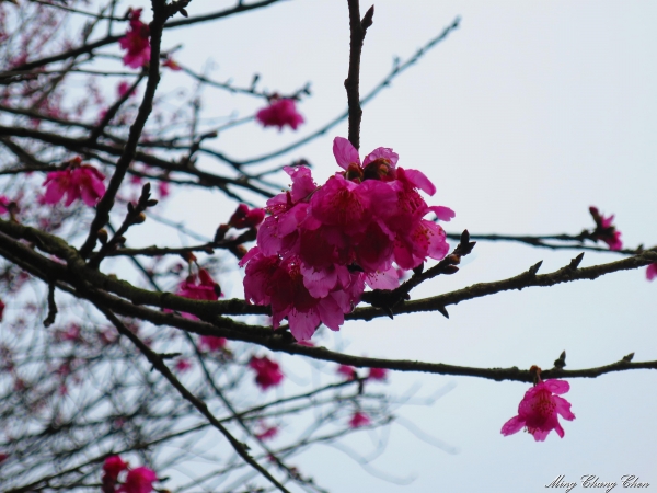 20150307~楓樹湖木蓮花~天元宮還沒開的櫻花15203