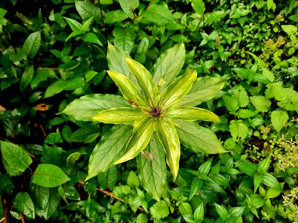 走遍陽明山：擎天崗系｜迷霧中的草原祕境、古道幽境2123785