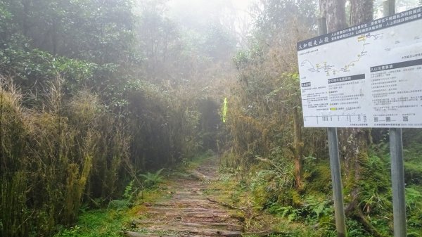 太平山（翠峰,茂興,鐵杉林,見晴）1097193