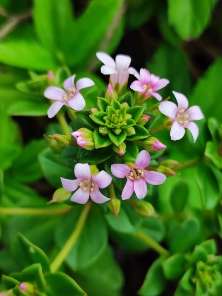 富貴角燈塔老梅綠石槽2781656