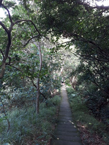 彰化員林臥龍坡環藤山步道20190714629493