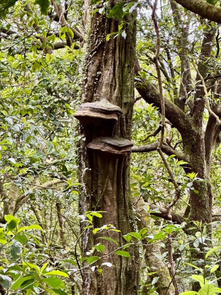 登峰古圳訪高頂山 北五指山 出荷蘭古道 快閃聖人瀑布2981979