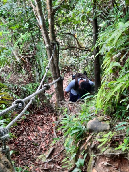 20230715 白雞三山 (鹿窟尖山-雞罩山-白雞山)，高CP好吃的食三麵屋2219469