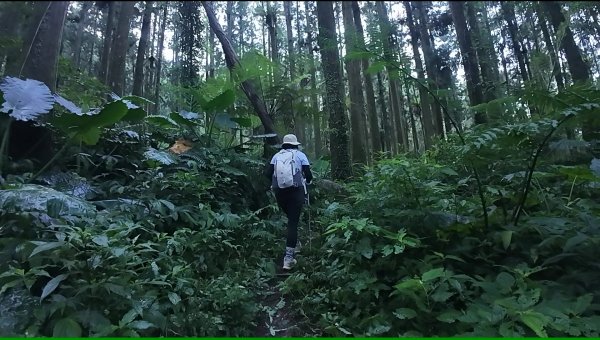 阿里山頂湖三連峰:天福山、芙蓉山、凸龜山2810081
