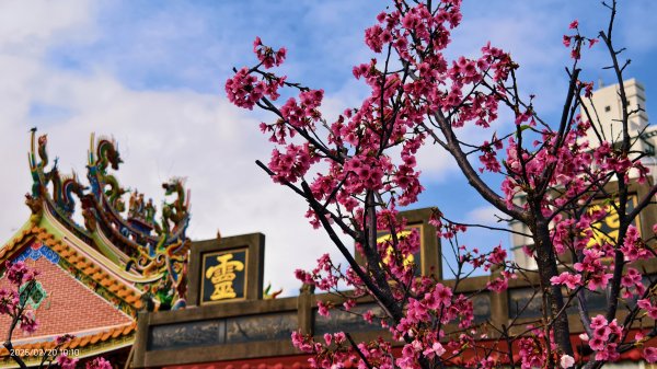 2/20 #天元宮 #墨染櫻(香水櫻)  #楓樹湖 #木蘭花(辛夷)2716223