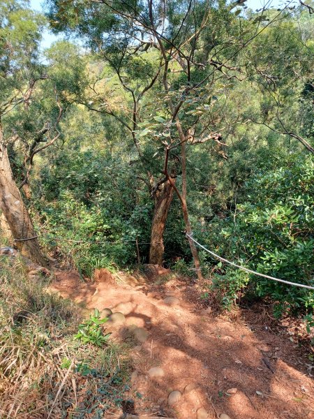 【台中大肚】綠蔭成徑。 大肚萬里長城步道O繞2790784