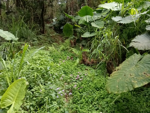 竹東鎮柯子湖山福隆步道稜線路+腰繞路P字走3013368