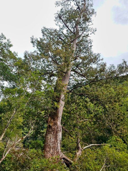 司馬庫斯神木群步道及櫻花季-(新竹)臺灣百大必訪步道3007795