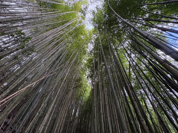 司馬庫斯巨木群登山步道2862133