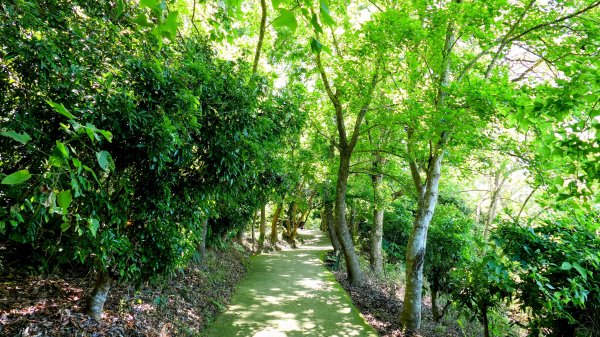 三汀山,苗圃,蝙蝠洞2787356