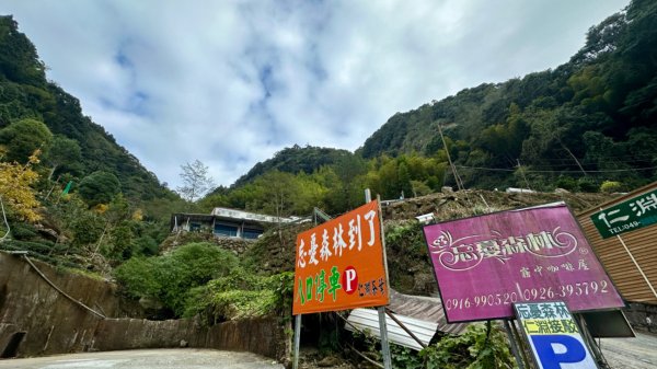 忘憂森林.金柑樹山2668883