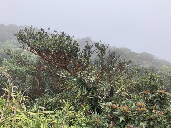 台灣小百岳No.080 里龍山908214