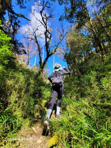 三星山+三星池+望洋山+太平山山毛櫸2432927