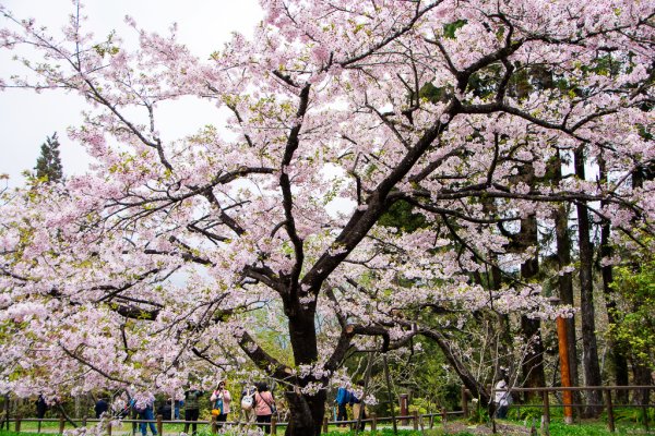 2026-03-28 阿里山3027237