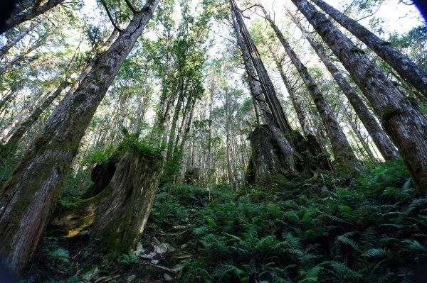 宜蘭 大同 三星山2890387