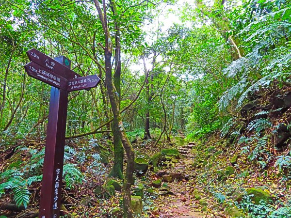 走魚路古道吹風放空賞金芒731200