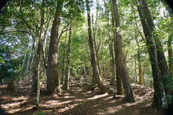 新竹 尖石 芝生毛臺山、虎禮山2903152