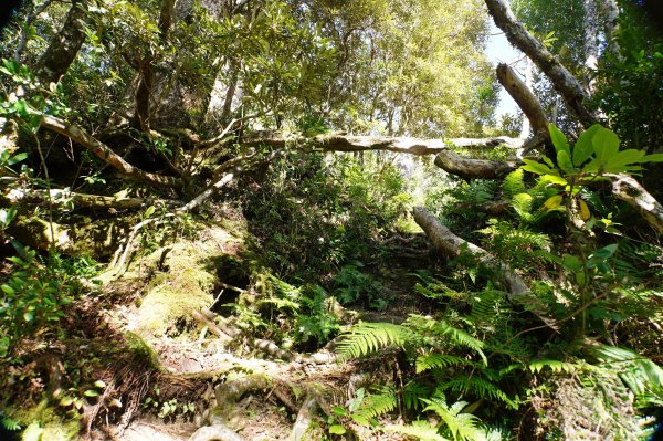 桃園 復興 把家灣山、低陸山2865350