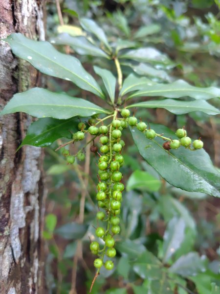 橫沙笛/橫嶺山、沙蓮山、笛吹山2799257
