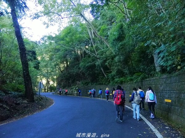 【台中。和平】綠蔭杉林大口森呼吸。 橫嶺山自然步道x橫嶺山主峰1497922