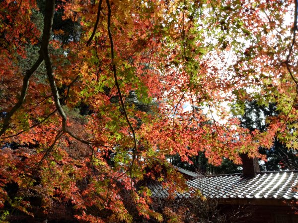 梨山福壽山農場賞楓順登石門山1950856