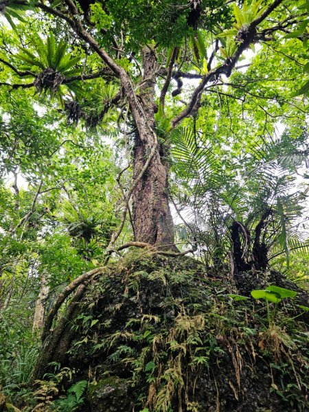 八里灣山-小百岳#91-花蓮縣豐濱鄉3019230