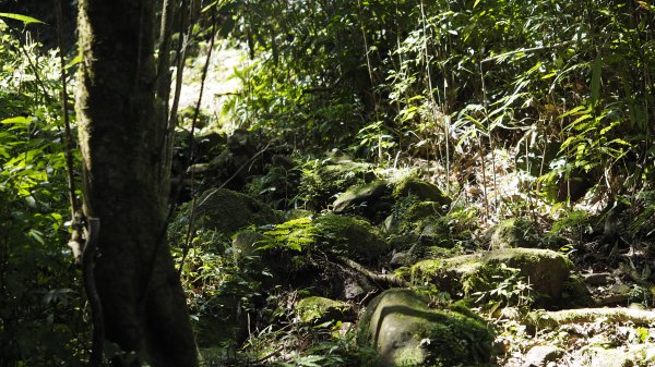 2021.02.23 天元宮-〖山仔頂步道〗【向天池山】-向天池【向天山】【面天山】-二子坪1676545