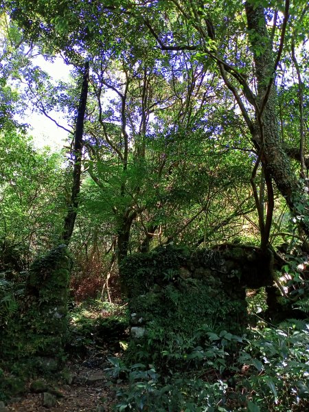 《迷幻森林的內寮古道、飽覽四方的竹篙山、青翠草原的擎天崗》1459589