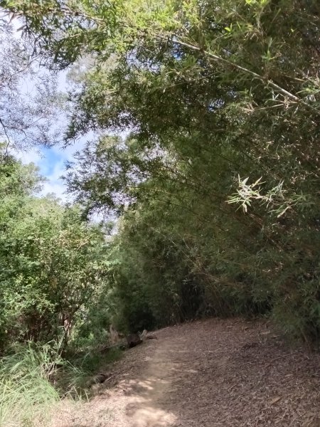 造橋鄉口山步道(老庄山+菜瓜窩山+造橋口山)2933704