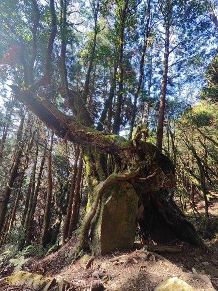 特富野古道>東水西峰>東水山>玉兒山>特富野古道（逆O)2743793