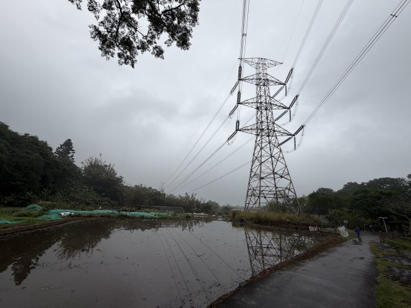 [樟之細路_第一大段RSA01] 2026_0329 大平紅橋3026642