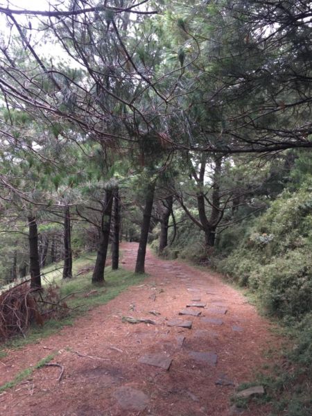 鹿林山388544