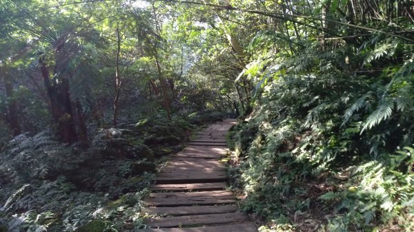 土城桐花公園882742