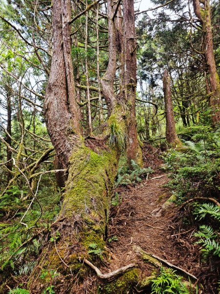 三星山-小百岳#85-宜蘭縣大同鄉2827524