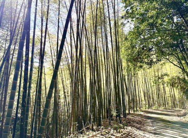 集集大山(小百岳#50）野店吃小吃2972042