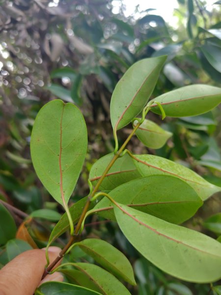 多納六秀 足母山 鬼斧神工一線天 德德山2953033