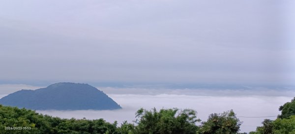 陽明山再見雲海&雲瀑5/23 #五色鳥育雛2510713