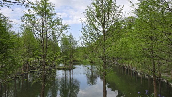 血藤秘境，步行30分鐘即可抵達，鳶山血藤大爆發，最佳賞花期只有7天，要去要快，鳶溪縱走2758591