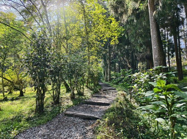 [百山百鳥尋旅-05/15] 2025_0830 溪頭賞鳥步道_賞鳥步道2875033