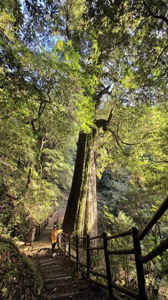 環繞在楓紅巨木和滿山翠綠的鞍馬山及大雪山小神木森林步道的悠哉山行記2996745