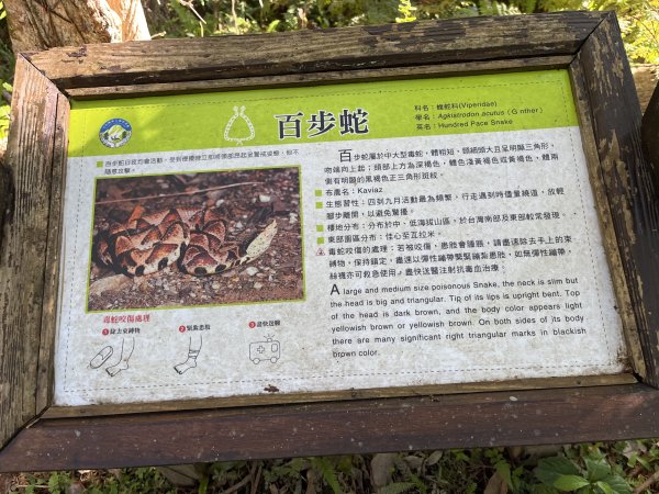 [玉山尋寶任務-03/12] 2025_0810 瓦拉米步道2857560