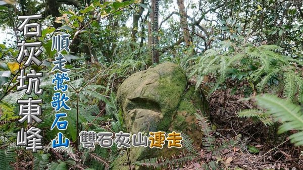 石灰坑山連走石灰坑東峰，雙石灰山縱走，順取鶯歌石山